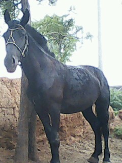 IMG0020A.jpg