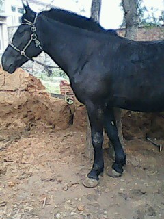 IMG0024A.jpg
