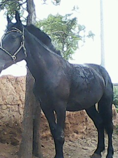 IMG0018A.jpg