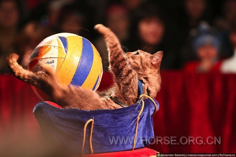 表演的動物 (4).jpg