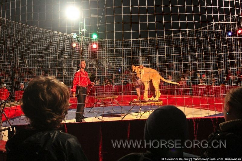 表演的動物 (2).jpg