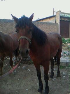 IMG0014A.jpg