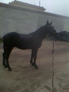 IMG0018A.jpg
