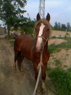 IMG0007A.jpg