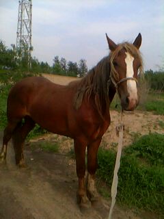 IMG0008A.jpg
