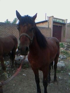 IMG0015A.jpg
