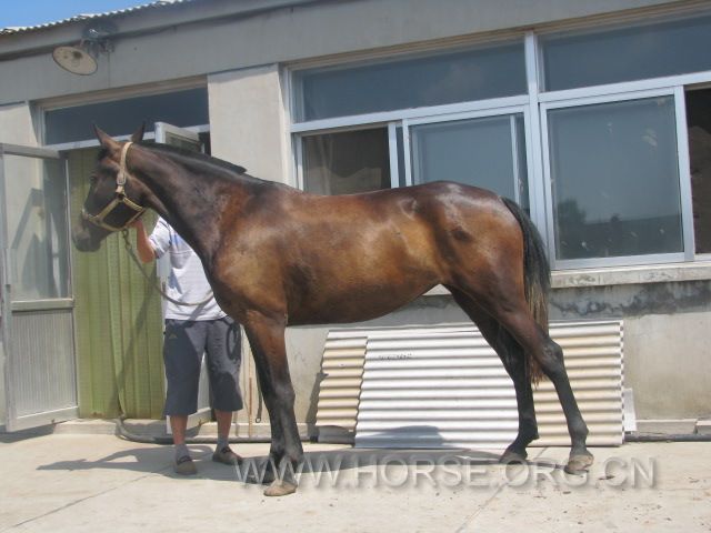 母马，两岁半，1.5m，黑青色，价格18000