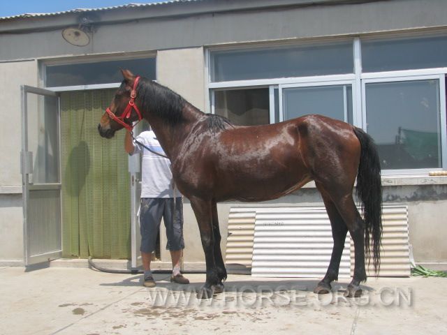 母马，1.55m，以怀马，22000