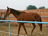 DSC02018.jpg