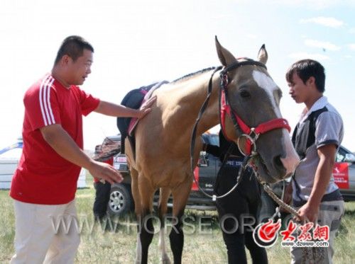 汗血宝马“金巴利”.jpg