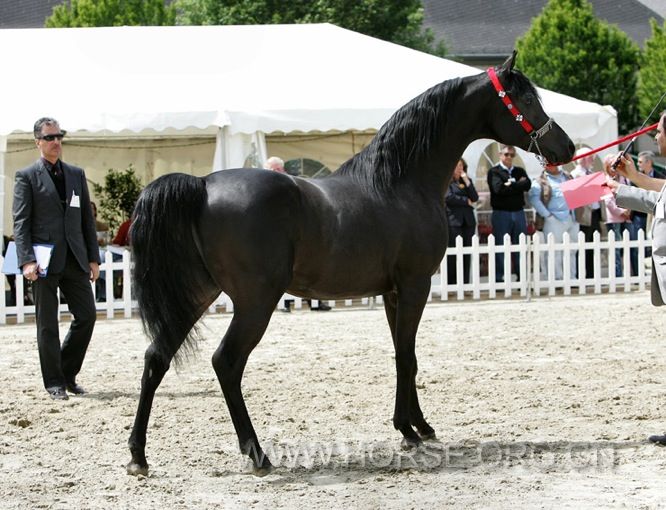 black Arabian2.jpg
