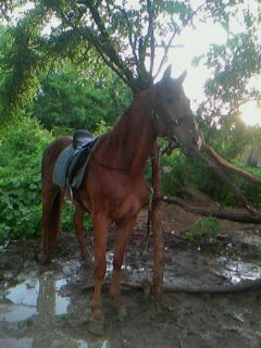 IMG0051A.jpg