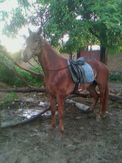 IMG0053A.jpg