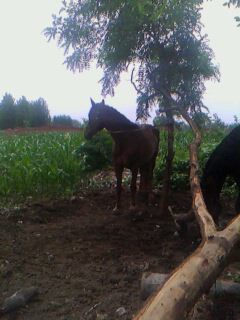 IMG0047A.jpg