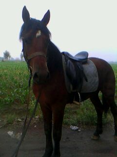 IMG0024A.jpg