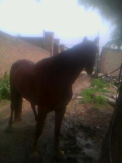 IMG0043A.jpg