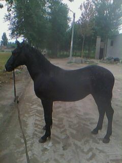 IMG0019A.jpg