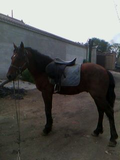 IMG0026A.jpg