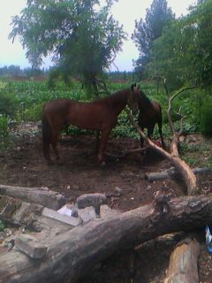 IMG0046A.jpg