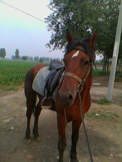 IMG0025A.jpg