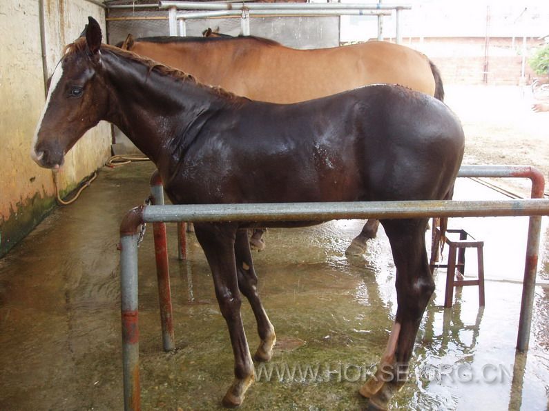 4匹3个月75%小驹，均为公马，售价25000-/匹。 