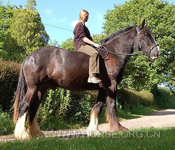 ShireHorse.jpg