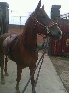 IMG0004A.jpg