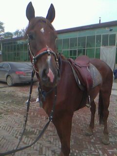 IMG0005A.jpg