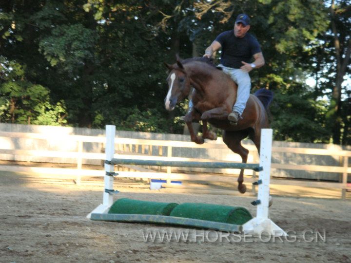 Sonny and SIS bare back jump, brideless! 3ft plus!.jpg