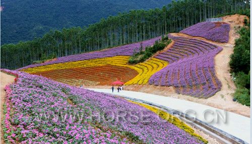 花海.jpg