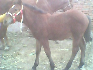 IMG0376A.jpg