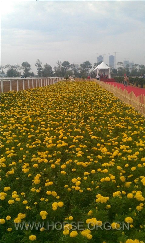 鲜花