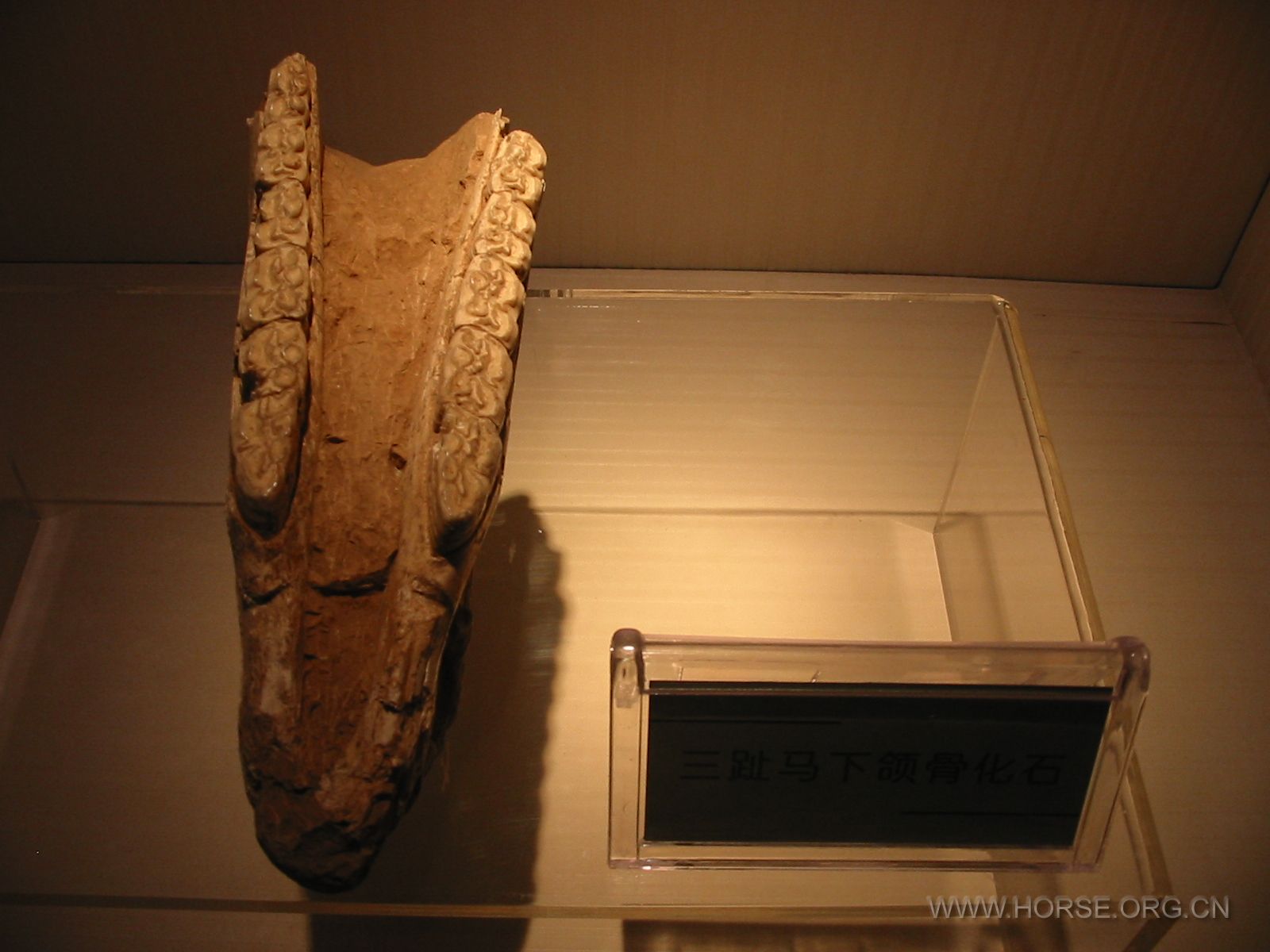 三趾马下颌骨化石3.jpg