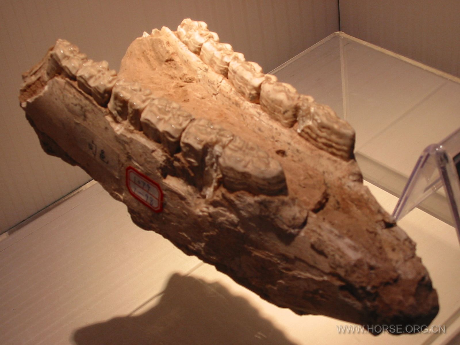 三趾马下颌骨化石2.jpg