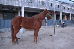 IMG_4177_conew2.jpg