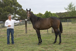 2009 colt by Sequalo2.jpg