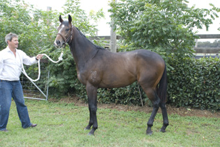2009 colt by Sequalo1.jpg