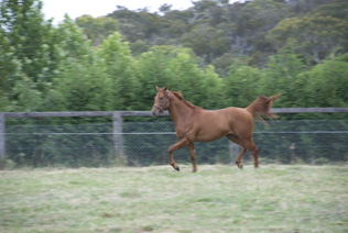 2009小公马by Snippetson2.jpg