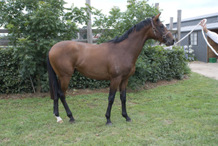 2009 colt by Benicio1.jpg