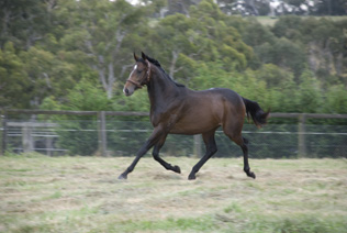 2009 colt by Sequalo4.jpg