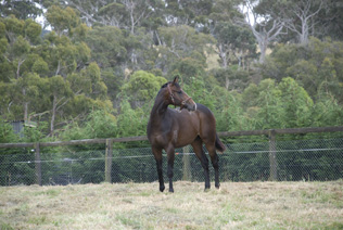 2009 colt by Sequalo3.jpg