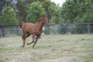 2009小公马by Snippetson3.jpg