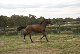 2009 colt by Benicio2.jpg