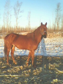 IMG0316A.jpg