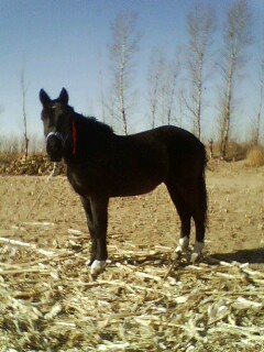IMG0325A.jpg
