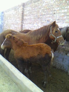 IMG0081A.jpg