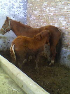 IMG0085A.jpg