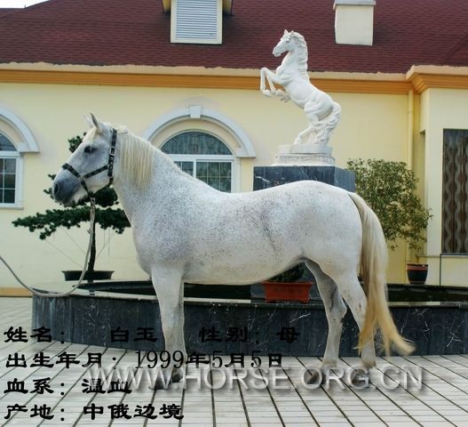 白玉.jpg