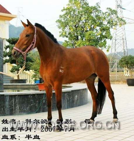 科尔沁.jpg