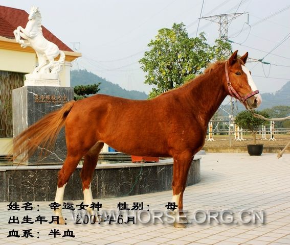 幸运女神.jpg